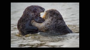 Fighting Southern Sea Otters